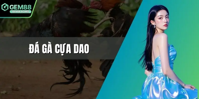 Đá gà cựa dao
