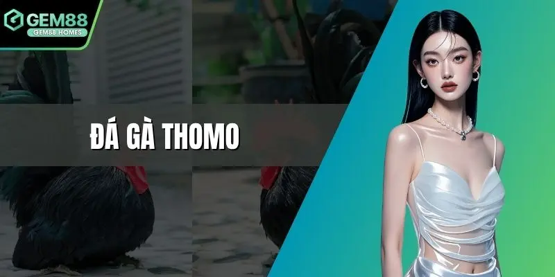 Đá gà Thomo